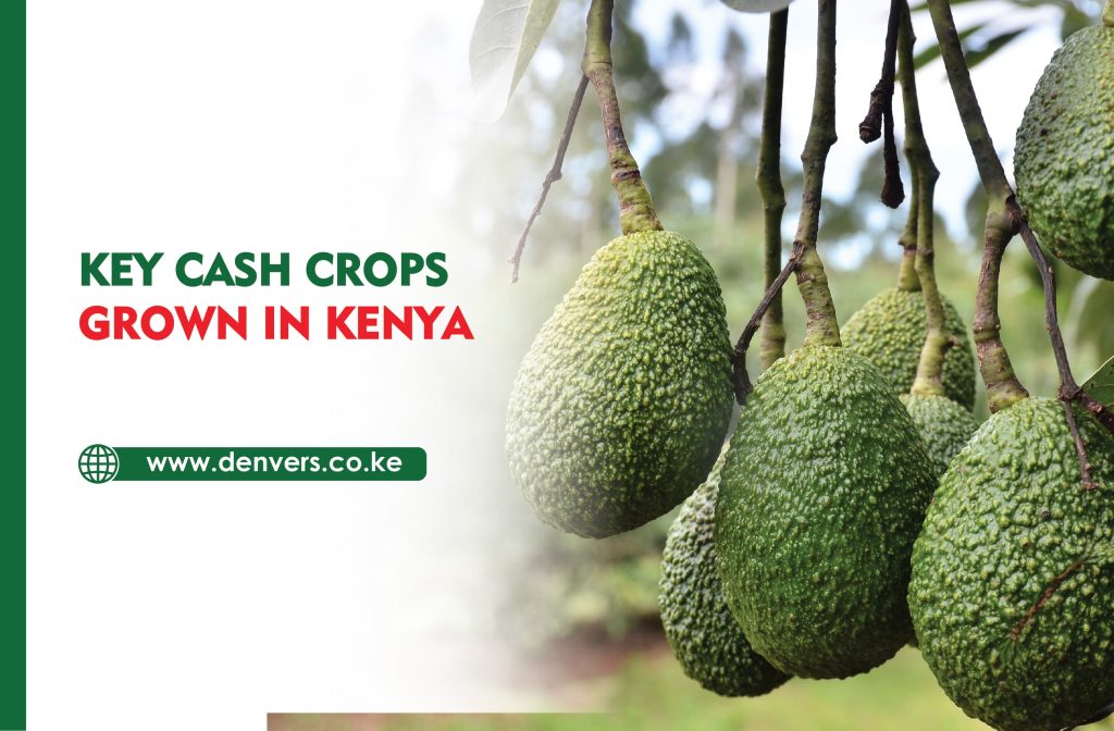 Key Cash Crops Grown in Kenya